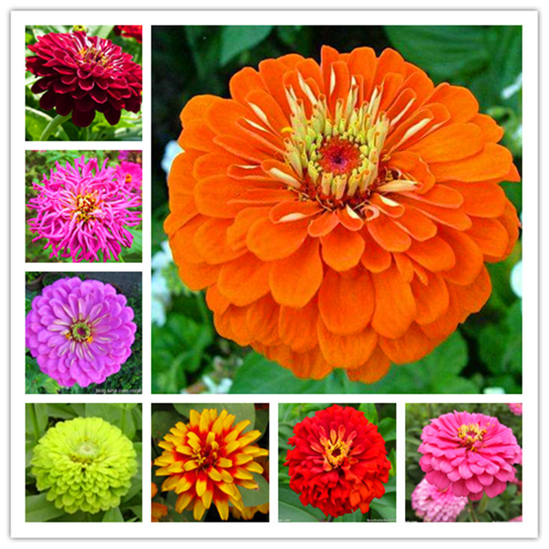 Promotion! Zinnia 200 pcs Decor planters Flower Bonsai Perennial Flower Plant for Home Garden Pot
Promotion! Zinnia 200 pcs Decor planters Flower Bonsai Perennial Flower Plant for Home Garden Pot