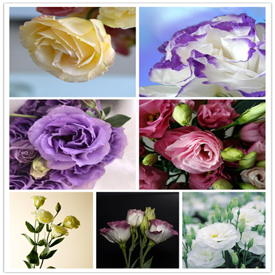 Eustoma Grandiflorum Bonsai Potted 300 pcs Lisianthus Flower seeds Bonsai Perennial Ornamental Plant Sementes de flores shipping
Eustoma Grandiflorum Bonsai Potted 300 pcs Lisianthus Flower seeds Bonsai Perennial Ornamental Plant Sementes de flores shipping