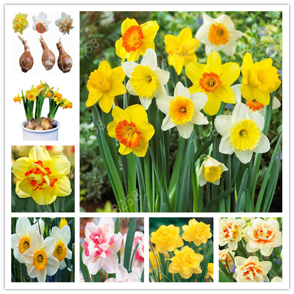 100 Pcs Flower daffodil, daffodil flores (not daffodil bulbs) bonsai flower Bonsai aquatic double petals Narcissus garden
100 Pcs Flower daffodil, daffodil flores (not daffodil bulbs) bonsai flower Bonsai aquatic double petals Narcissus garden