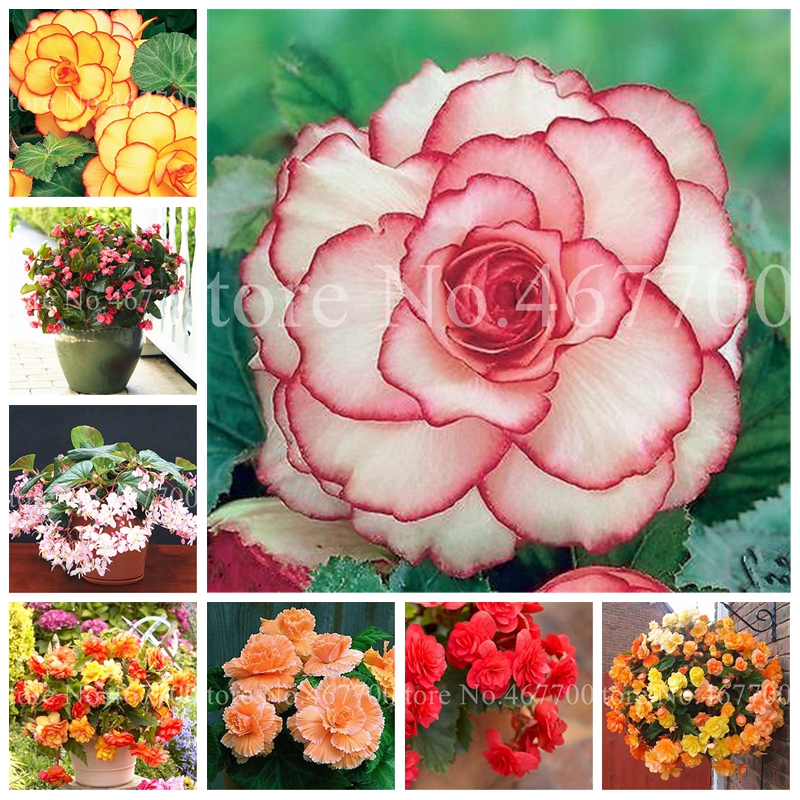 Bonsai 100 Pcs/ Bag Seeds Exotic Rieger Begonia Beautiful Potted Multi-Flap Flower Decor Home Garden Coleus Indoor Plant Easy Grow
Bonsai 100 Pcs/ Bag Seeds Exotic Rieger Begonia Beautiful Potted Multi-Flap Flower Decor Home Garden Coleus Indoor Plant Easy Grow