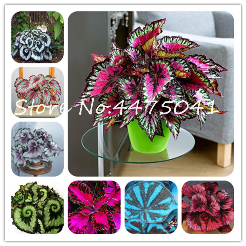 200 Pcs/Bag Beautiful Begonia Bonsai plant seeds Flower Potted Bonsai Garden Courtyard Balcony Coleus For Home and Garden Ornamental Plants
200 Pcs/Bag Beautiful Begonia Bonsai plant seeds Flower Potted Bonsai Garden Courtyard Balcony Coleus For Home and Garden Ornamental Plants