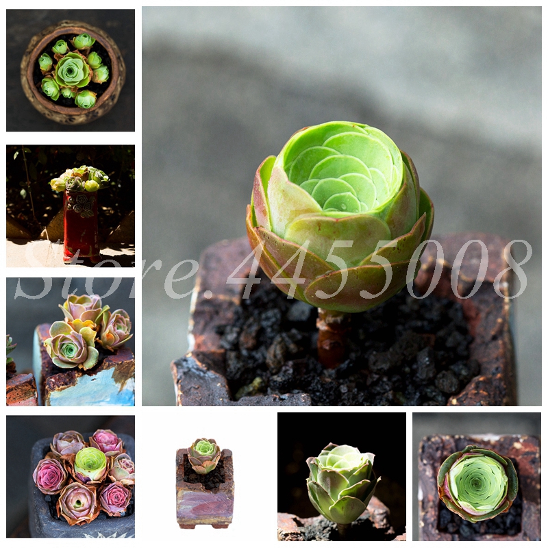 200 Pcs Seeds The Mountain Rose Red Rose Garden Greenovia Flower Indoor Succulent Plant Meaty Plant Flore Bonsai Potted Planting
200 Pcs Seeds The Mountain Rose Red Rose Garden Greenovia Flower Indoor Succulent Plant Meaty Plant Flore Bonsai Potted Planting