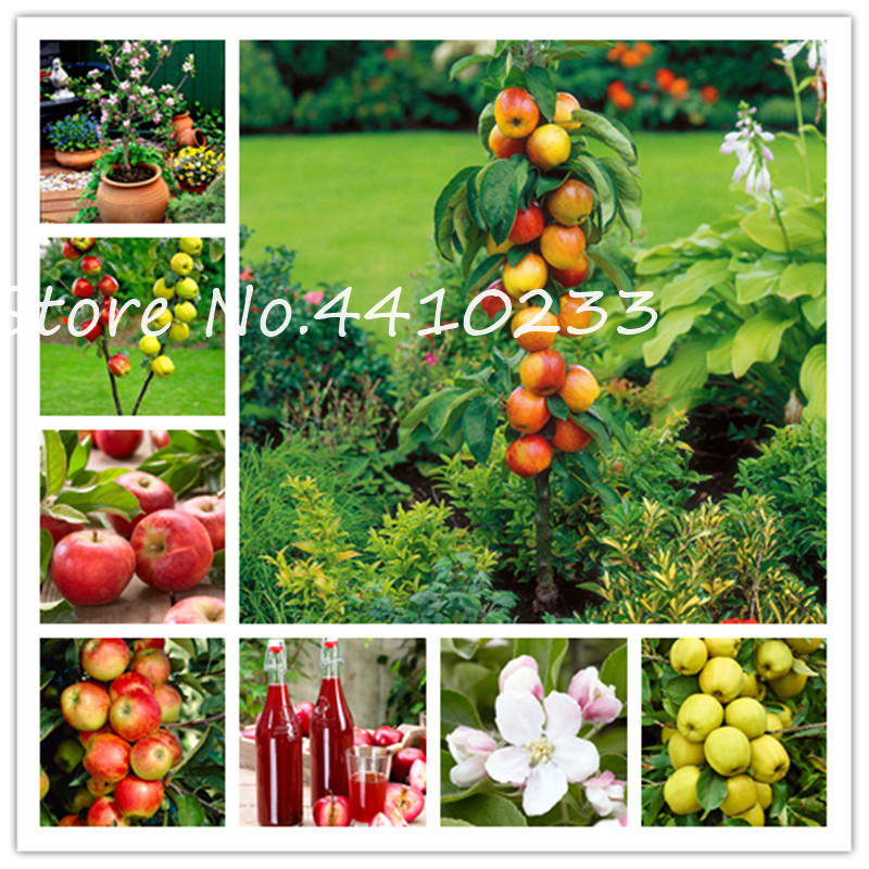 30 Pcs Dwarf Apple Bonsai, Miniature Apple Tree, Organic Sweet Fruit Tree Vegetable Bonsai Diy Home Garden Indoor Outdoor Plants seeds
30 Pcs Dwarf Apple Bonsai, Miniature Apple Tree, Organic Sweet Fruit Tree Vegetable Bonsai Diy Home Garden Indoor Outdoor Plants seeds
