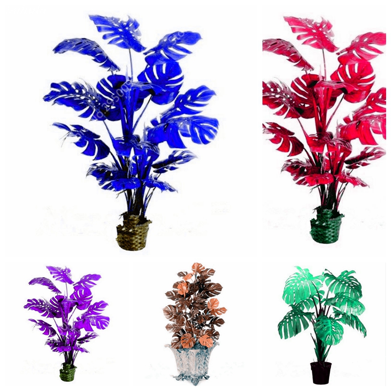 200 pcs/ bag Imported Philodendron Plant Exotic Bonsai plant seeds Potted Outdoor Organic Foliage Planta for Flower Pot Planters Easy Grow
200 pcs/ bag Imported Philodendron Plant Exotic Bonsai plant seeds Potted Outdoor Organic Foliage Planta for Flower Pot Planters Easy Grow
