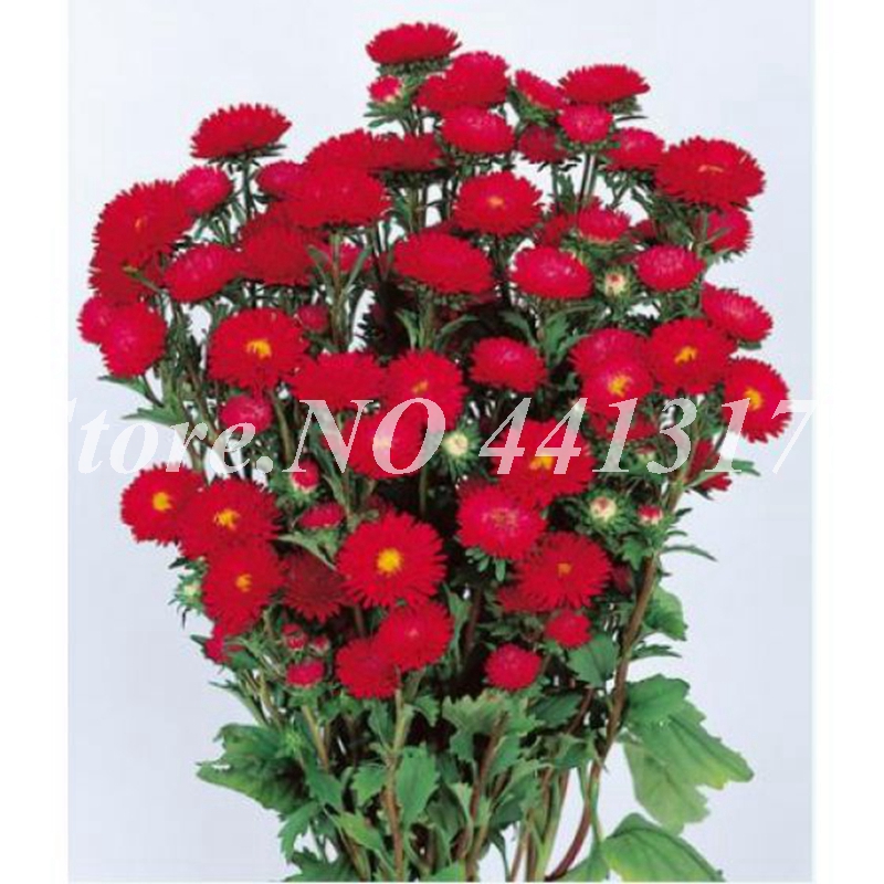 100 pcs/ bag Seeds Dwarf Aster Mixed Color Callistephus Chinensis Flower Bonsai Perennial Chrysanthemum Plant for Home Garden Pot
100 pcs/ bag Seeds Dwarf Aster Mixed Color Callistephus Chinensis Flower Bonsai Perennial Chrysanthemum Plant for Home Garden Pot