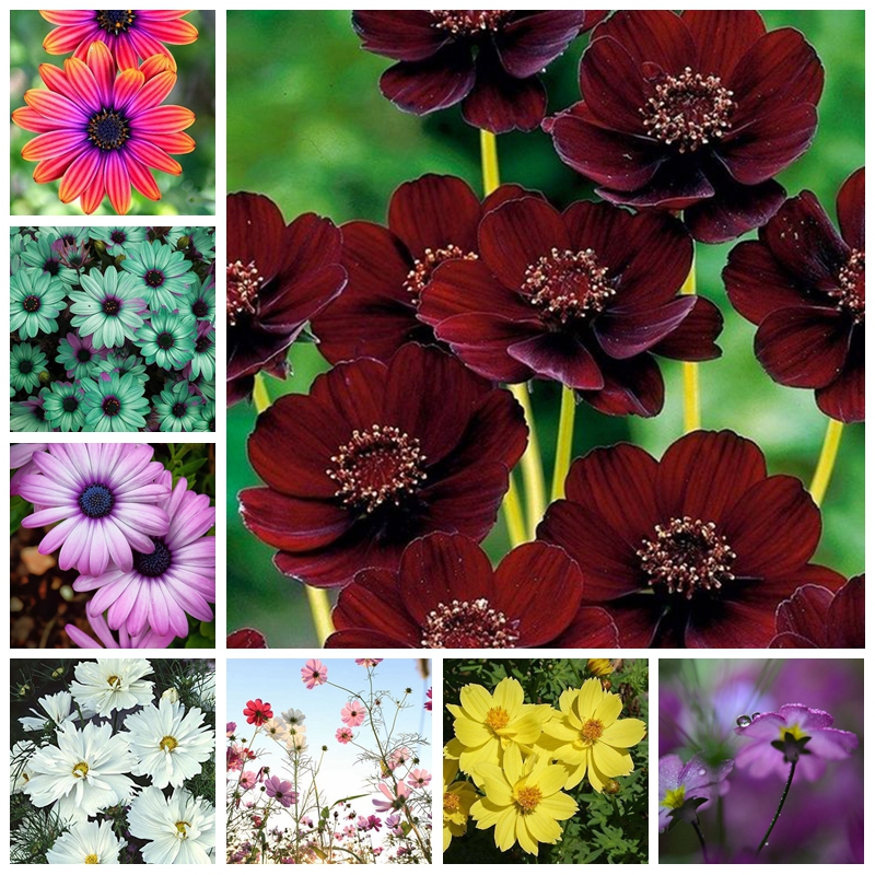 New Charming Rainbow Coreopsis Flower Bonsai 200 pcs Seeds Rare Potted Cosmos Chrysanthemum Home Garden Flowers Beautiful Your Garden
New Charming Rainbow Coreopsis Flower Bonsai 200 pcs Seeds Rare Potted Cosmos Chrysanthemum Home Garden Flowers Beautiful Your Garden
