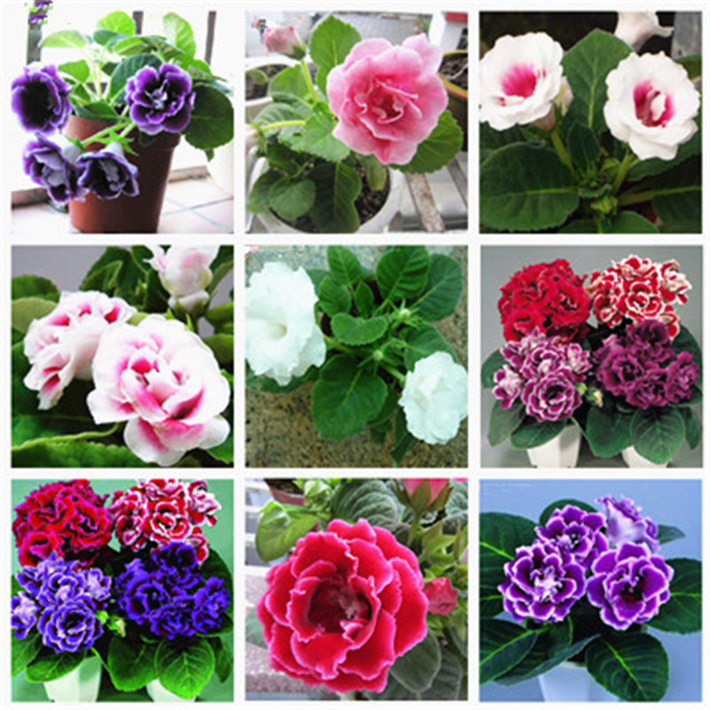 200 pcs / bag Seeds Imported Gloxinia Plant Bonsai Perennial Sinningia Gloxinia Flower Plants for Home Garden Pot Easy to Grow
200 pcs / bag Seeds Imported Gloxinia Plant Bonsai Perennial Sinningia Gloxinia Flower Plants for Home Garden Pot Easy to Grow