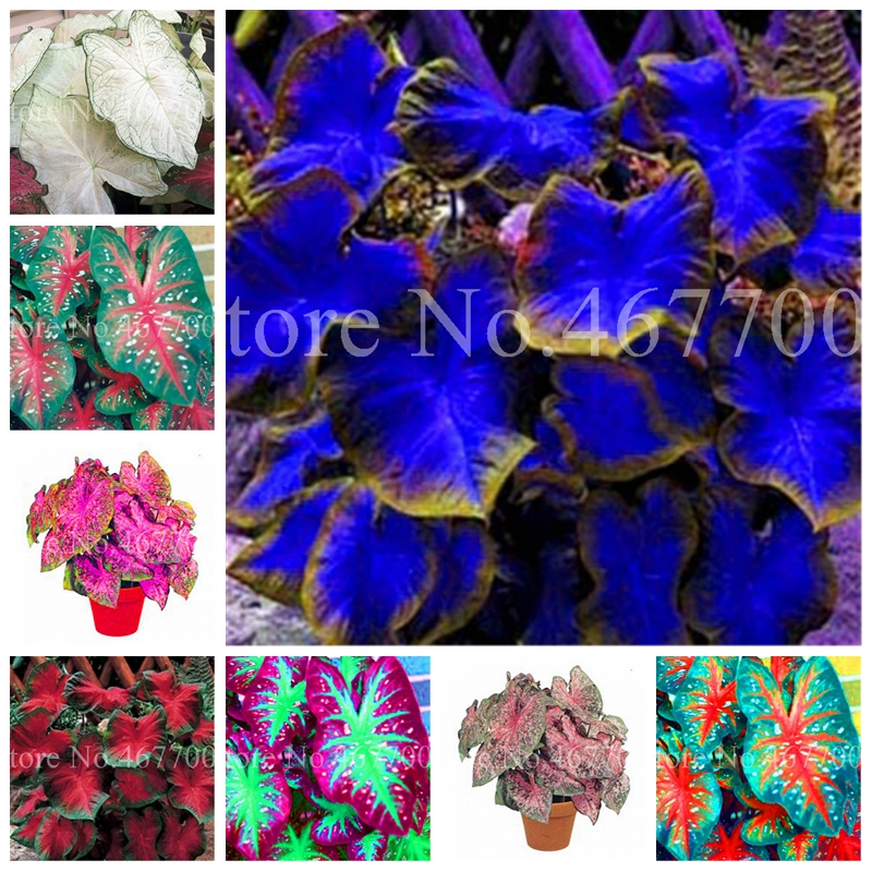 200 pcs Seeds Exotic Thailand Caladium Bicolor Bonsai Balcony Burnt Rose Elephant Ear Flower Perennial Herbs Pot Plant Home & Garden
200 pcs Seeds Exotic Thailand Caladium Bicolor Bonsai Balcony Burnt Rose Elephant Ear Flower Perennial Herbs Pot Plant Home & Garden