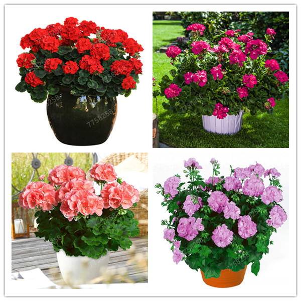 300 Pcs Colorful Bonsai Geranium Flower seeds Rare Variegated Geranium Bonsai Potted Indoor Rooms Home Garden Flower For Bonsai Plant
300 Pcs Colorful Bonsai Geranium Flower seeds Rare Variegated Geranium Bonsai Potted Indoor Rooms Home Garden Flower For Bonsai Plant