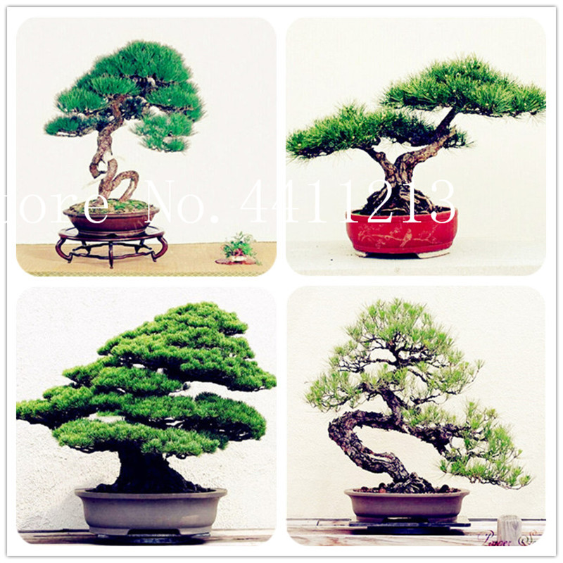 20 Pcs Japanese black pine plant bonsai plant seeds tree plant Garden interior decoration evergreen,ornamental strong perennial home garden 
20 Pcs Japanese black pine plant bonsai plant seeds tree plant Garden interior decoration evergreen,ornamental strong perennial home garden