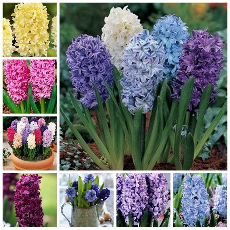 100 pcs Seeds Mixed Hyacinthus Orientalis Bonsai Jardin Hyacinth Indoor Potted Plants Blooming Flowers For Home Garden Supplies Decor
100 pcs Seeds Mixed Hyacinthus Orientalis Bonsai Jardin Hyacinth Indoor Potted Plants Blooming Flowers For Home Garden Supplies Decor