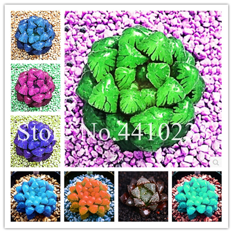 Big Sale! 500 Pcs/Lot Yulu Bonsai plant seeds Haworthia cooperi Bonsai Flower Transparent Lithops Pseudotruncatella Potted Succulent Plants
Big Sale! 500 Pcs/Lot Yulu Bonsai plant seeds Haworthia cooperi Bonsai Flower Transparent Lithops Pseudotruncatella Potted Succulent Plants