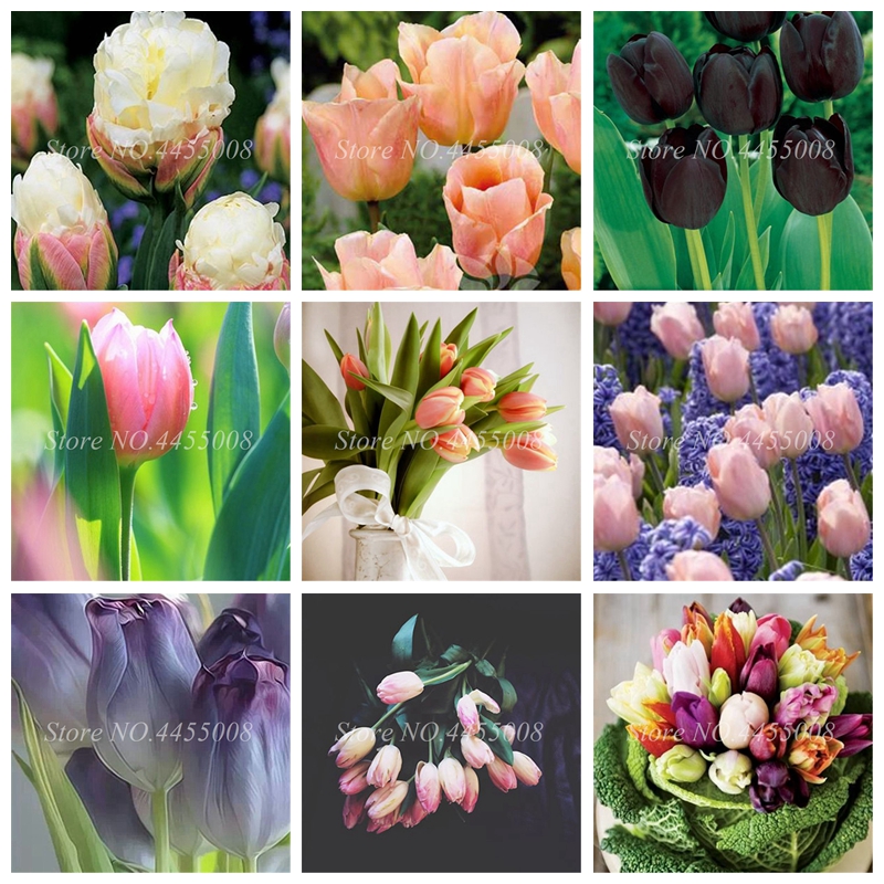 500 Pcs Seeds Bonsai Mixed Tulip Plants Flowers Outdoor of Flower Perennial Planting Simple for Home & Garden Flower Pot Planter Decor
500 Pcs Seeds Bonsai Mixed Tulip Plants Flowers Outdoor of Flower Perennial Planting Simple for Home & Garden Flower Pot Planter Decor