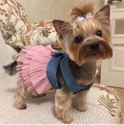 Summer Dress for Dog Pet Dog Clothes Wedding Dress Skirt Puppy Clothing Spring Fashion Jean Pet Clothes XS-L
Summer Dress for Dog Pet Dog Clothes Wedding Dress Skirt Puppy Clothing Spring Fashion Jean Pet Clothes XS-L