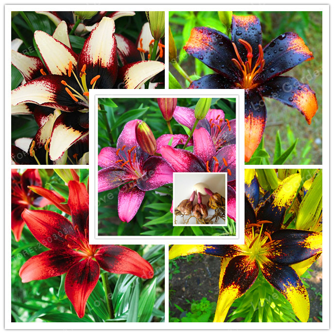 2 Bulb Perfume Lilies (Bonsai) , Rare Flower Garden Plant , Balcony Bonsai Courtyard Plant Flowers Lily
2 Bulb Perfume Lilies (Bonsai) , Rare Flower Garden Plant , Balcony Bonsai Courtyard Plant Flowers Lily