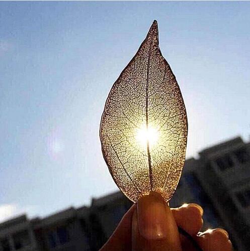 Sweater Coat Necklaces Ladies Girls Special Leaves Leaf sweater Pendant Necklace Long Chain Jewelry for Womens bijou Gift GB63
