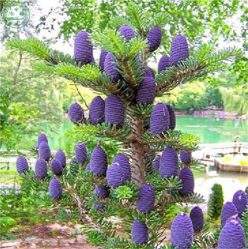 100 Pcs/Bag Korean Fir Abies Nordmann Fir (Christmas Tree, Conifer) bonsai plant seeds Tree Flower For House Garden Bonsai Planting seeds
100 Pcs/Bag Korean Fir Abies Nordmann Fir (Christmas Tree, Conifer) bonsai plant seeds Tree Flower For House Garden Bonsai Planting seeds