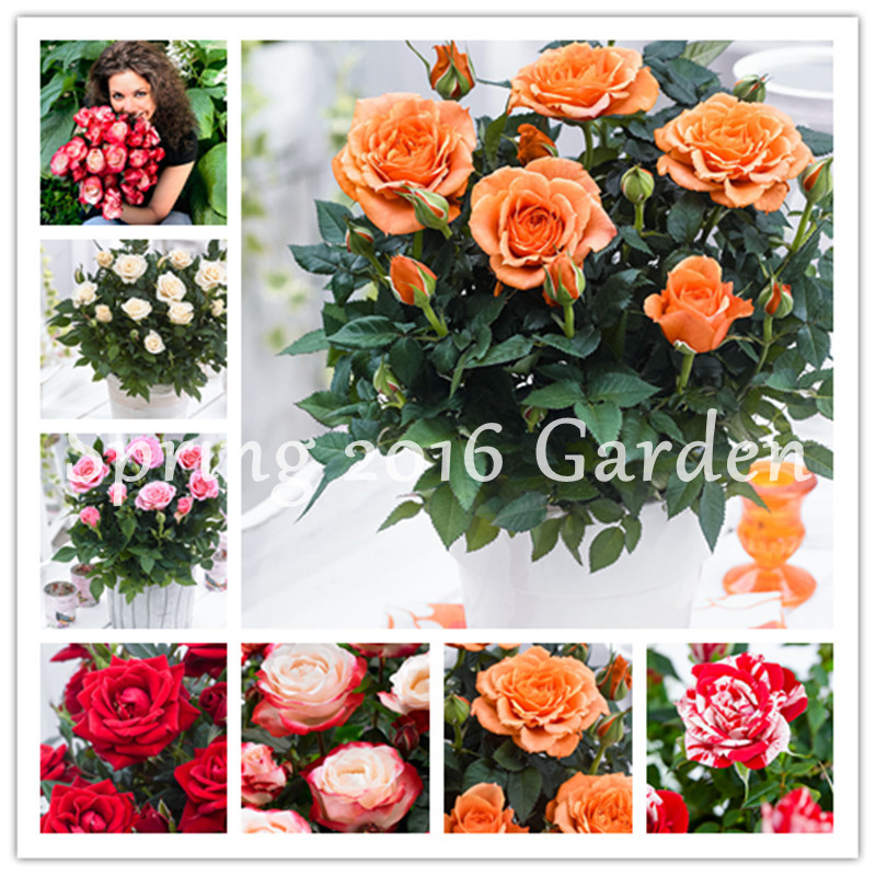 1000 pcs Mixed Chinese Rose plants seeds dwarf perennial colorful Roses Flowers tree Fragrant Climbing Plants For Home Garden
1000 pcs Mixed Chinese Rose plants seeds dwarf perennial colorful Roses Flowers tree Fragrant Climbing Plants For Home Garden