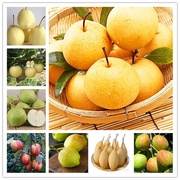 20 Pcs Wholesale Golden Pear asian fruit potted bonsai bonsai quality pear fruit potted adequate stock of North and South
20 Pcs Wholesale Golden Pear asian fruit potted bonsai bonsai quality pear fruit potted adequate stock of North and South