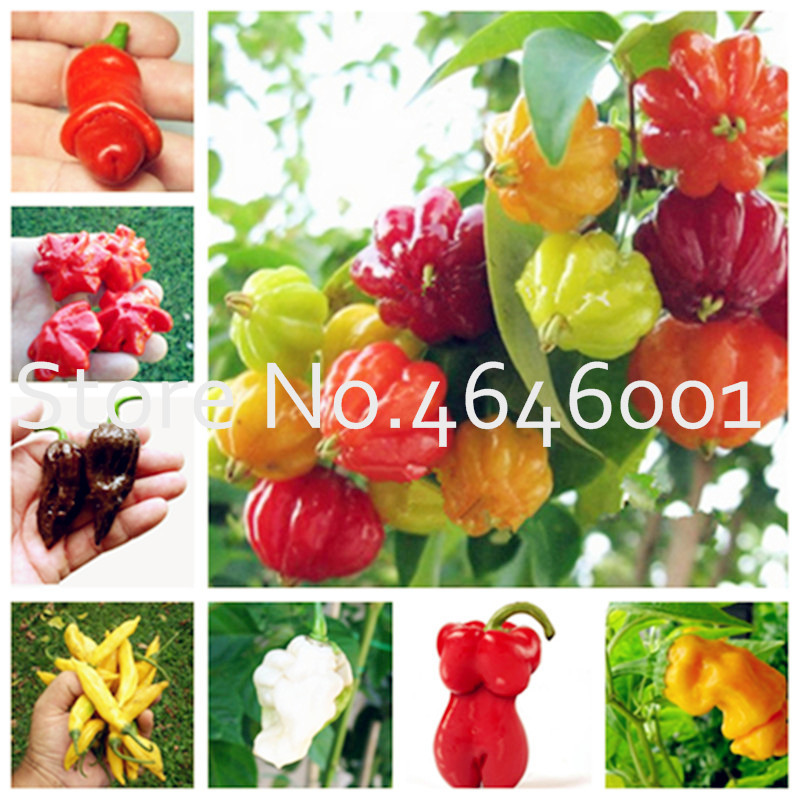 Hot 200 Pcs Seeds Jalapeno Chile Pepper bonsai Fast Growing DIY Home Garden Vegetable Plant, Most Popular Pepper plants Bonsai
Hot 200 Pcs Seeds Jalapeno Chile Pepper bonsai Fast Growing DIY Home Garden Vegetable Plant, Most Popular Pepper plants Bonsai