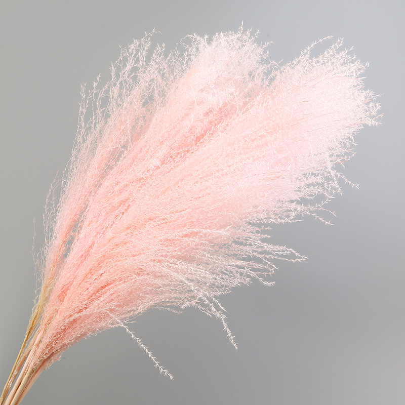 10pcs Natural Pampas Grass Decor Flower Dried Plants Wedding Flowers Bunch Christmas Home Decor Phragmites Communis, Pink
10pcs Natural Pampas Grass Decor Flower Dried Plants Wedding Flowers Bunch Christmas Home Decor Phragmites Communis, Pink