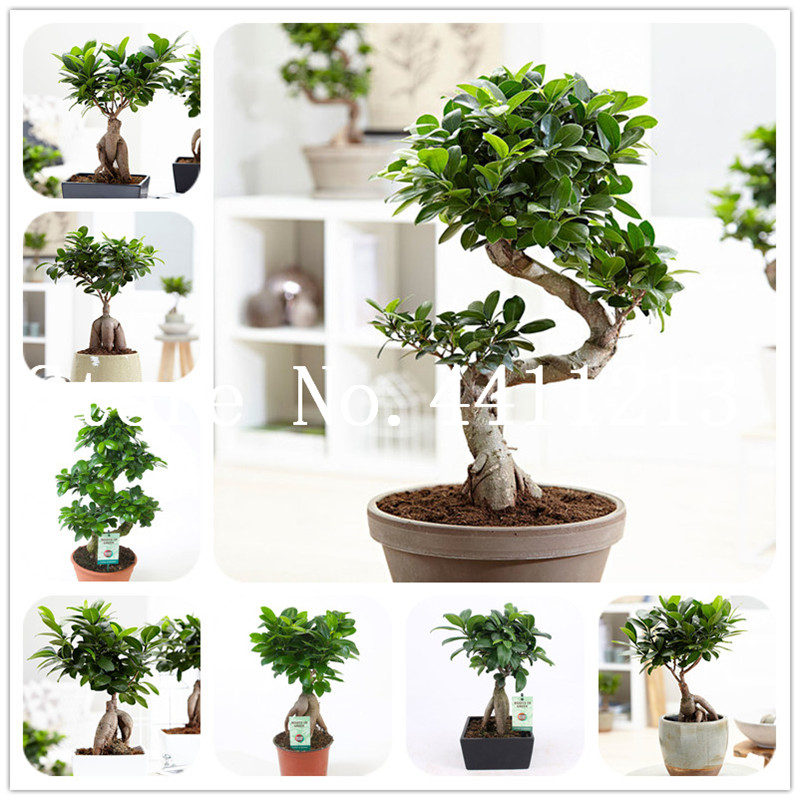 Chinese Rare Ficus Microcarpa Tree Bonsai plant seeds 50 Pcs China Roots Sementes Bonsai Ginseng Banyan Home Garden Tree Outdoor Planting
Chinese Rare Ficus Microcarpa Tree Bonsai plant seeds 50 Pcs China Roots Sementes Bonsai Ginseng Banyan Home Garden Tree Outdoor Planting
