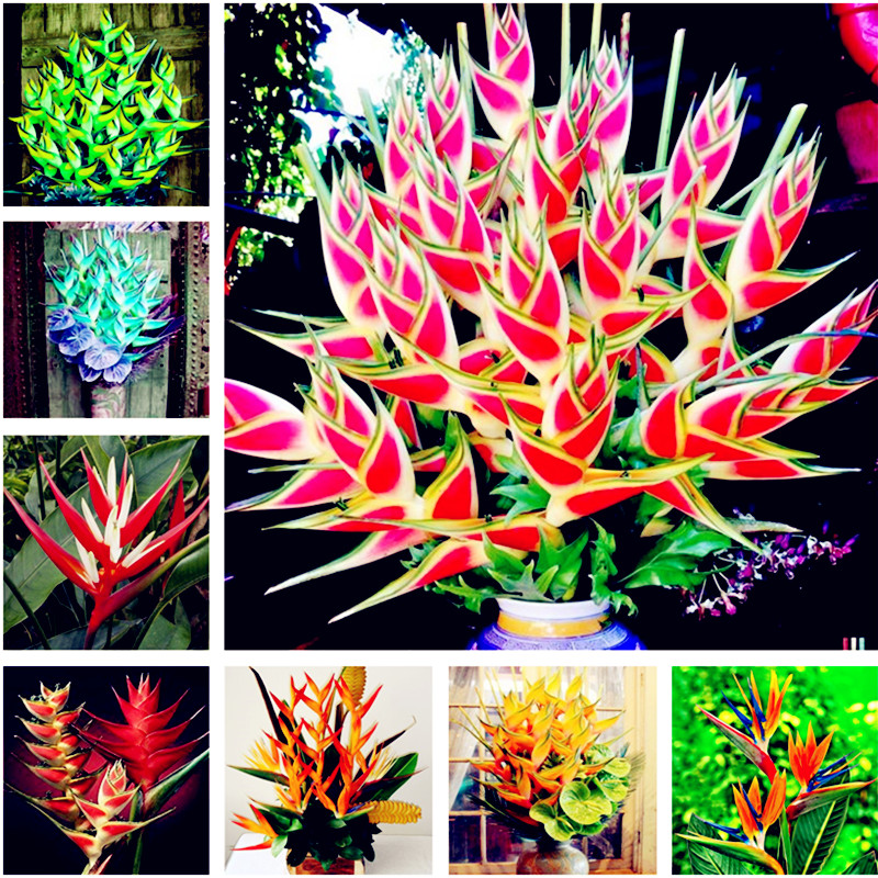100 Pcs Rare Color Heliconia Seeds DIY Home Garden Potted or Yard Flower Seeds Plant Seeds Easy to Grow for Home Garden
100 Pcs Rare Color Heliconia Seeds DIY Home Garden Potted or Yard Flower Seeds Plant Seeds Easy to Grow for Home Garden