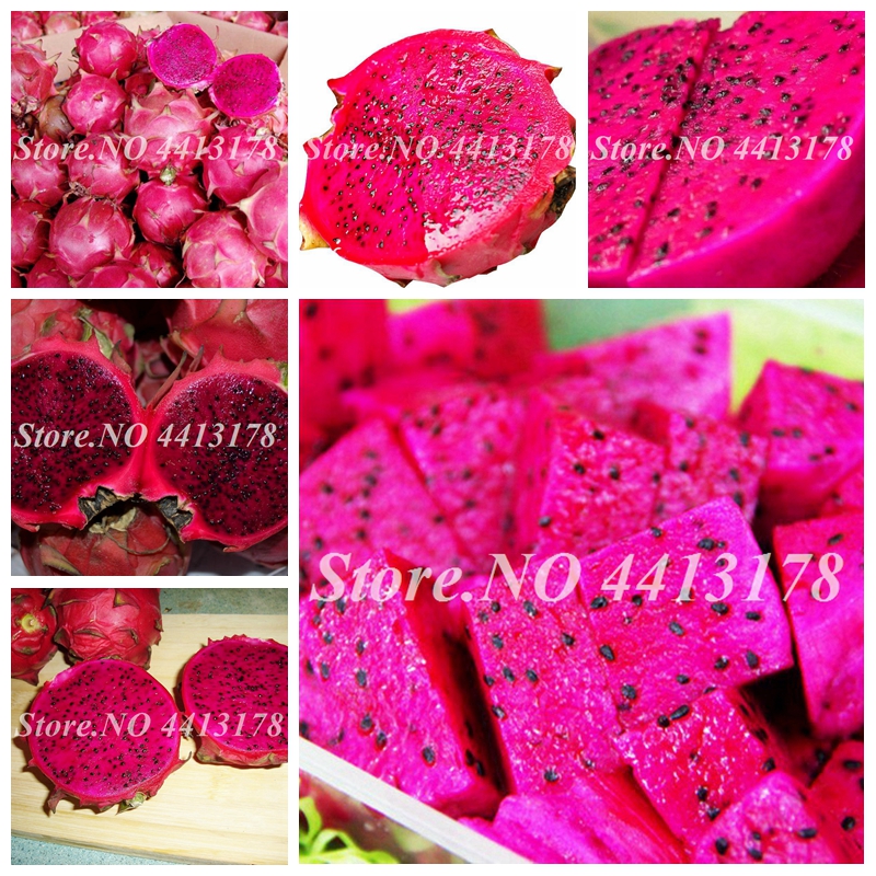 1000 pcs/ bag Seeds Imported Red Pitaya Japanese Juicy Non-GMO Bonsai Dragon Fruit Bonsai Home Garden Potted Plant DIY Easy to Grow
1000 pcs/ bag Seeds Imported Red Pitaya Japanese Juicy Non-GMO Bonsai Dragon Fruit Bonsai Home Garden Potted Plant DIY Easy to Grow