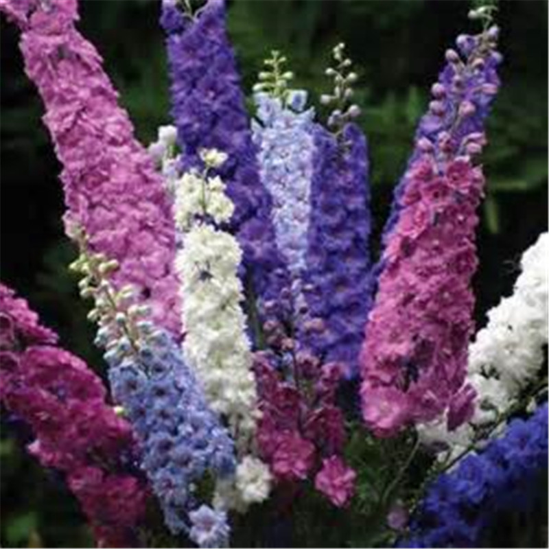 Seeds delphinium 100pcs Bonsai Plants Perennial for Home Garden Courtyard Bonsai Pot Indoor Flowers Plant Bonsai DIY Potted Plants
Seeds delphinium 100pcs Bonsai Plants Perennial for Home Garden Courtyard Bonsai Pot Indoor Flowers Plant Bonsai DIY Potted Plants