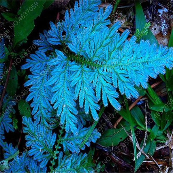 100 pcs seeds Rare Garden Fern Bonsai Creeper Vines Grass Plants Mixed Rainbow Foliage Planting For Home Garden Flower Pot Planters The Budding Rate 98% Aerobic Potted
100 pcs seeds Rare Garden Fern Bonsai Creeper Vines Grass Plants Mixed Rainbow Foliage Planting For Home Garden Flower Pot Planters The Budding Rate 98% Aerobic Potted