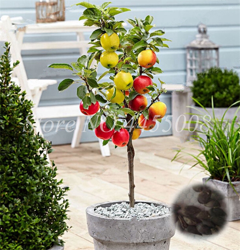 100 pcs Seeds Japanese Dwarf Apple Tree Perennial Temperate Bonsai Plant Vegetable Fruit Outdoor Garden Pot Planta for Flower Pot
100 pcs Seeds Japanese Dwarf Apple Tree Perennial Temperate Bonsai Plant Vegetable Fruit Outdoor Garden Pot Planta for Flower Pot