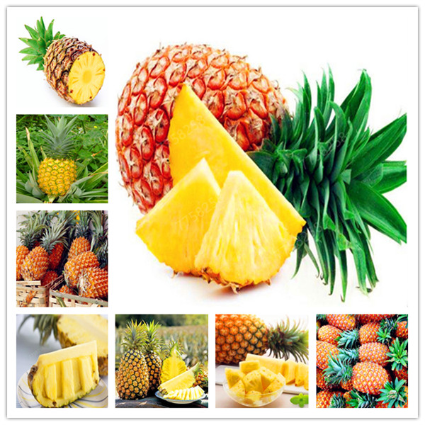 100 Pcs Ananas Comosus Pineapple Bonsai Heirloom Fruit Garden Bonsai Sweet Juicy Delicious Fruit Potted plant DIY Bonsai Plant
100 Pcs Ananas Comosus Pineapple Bonsai Heirloom Fruit Garden Bonsai Sweet Juicy Delicious Fruit Potted plant DIY Bonsai Plant