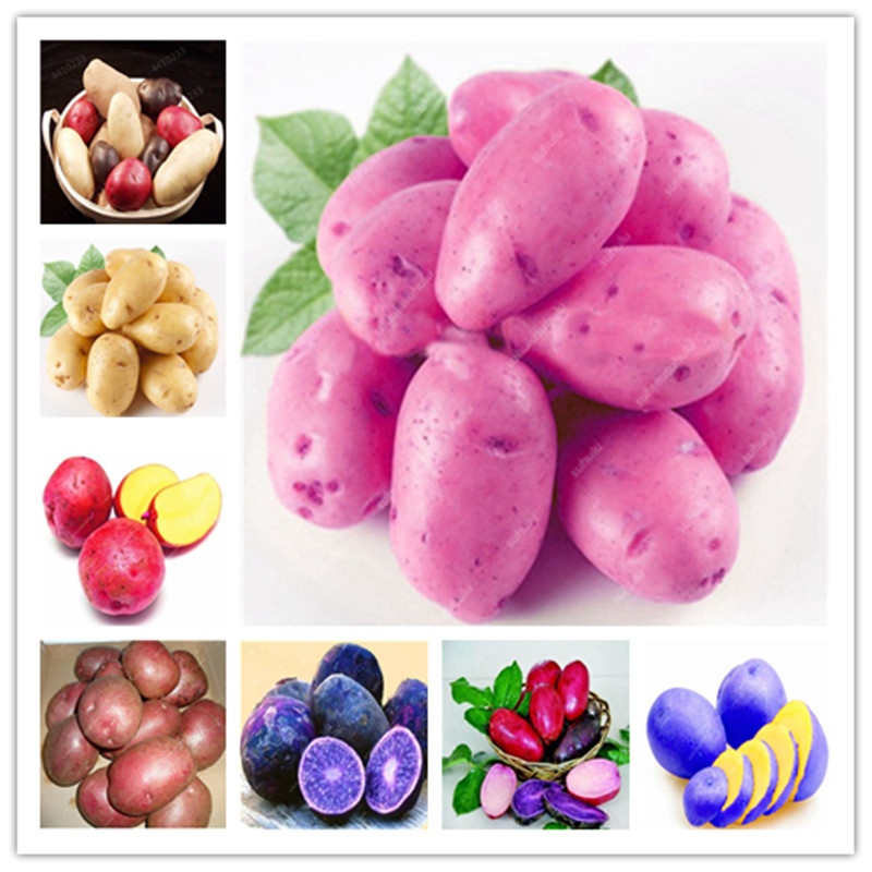 sale ! 100 giant sweet potato bonsai anti-wrinkle nutritious green vegetables, suitable for home garden planting, rare potato garden plants
sale ! 100 giant sweet potato bonsai anti-wrinkle nutritious green vegetables, suitable for home garden planting, rare potato garden plants