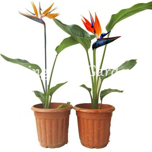 500 Pcs Strelitzia Bonsai seeds Garden Supplies Perennial Colorful Flower Bird of Paradise Strelitzia Indoor Bonsai Orchid Flower Blooming Plant
500 Pcs Strelitzia Bonsai seeds Garden Supplies Perennial Colorful Flower Bird of Paradise Strelitzia Indoor Bonsai Orchid Flower Blooming Plant