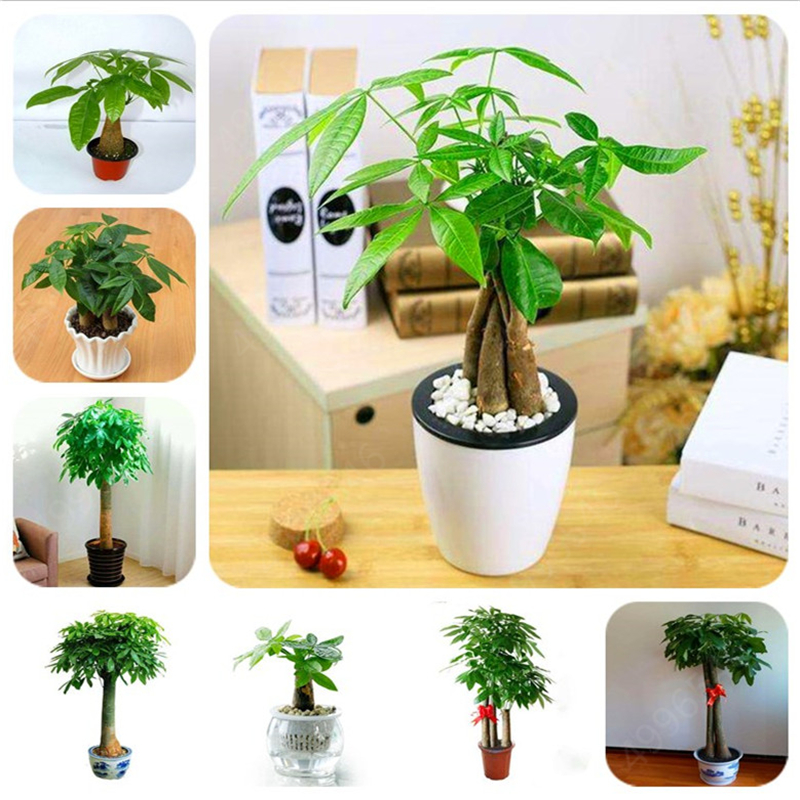 Seeds 2 Pieces Mini Pachira Macrocarpa Bonsai Hawaiian Make Money Tree Plant Bonsai Pot Indoor Flowers Plant Bonsai DIY Potted Plants
Seeds 2 Pieces Mini Pachira Macrocarpa Bonsai Hawaiian Make Money Tree Plant Bonsai Pot Indoor Flowers Plant Bonsai DIY Potted Plants