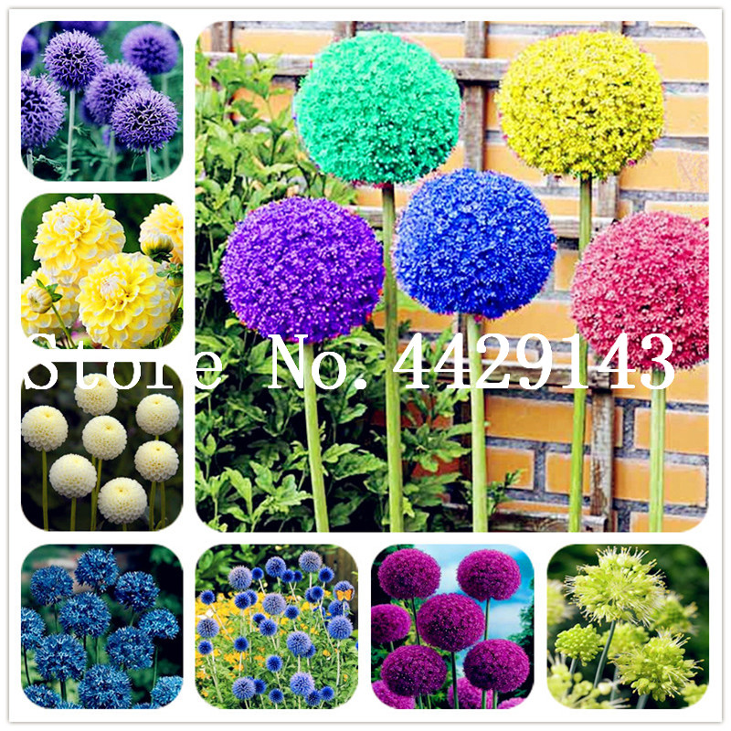 Hot Sale! 200 pcs/bag Purple Giant Allium Giganteum, Perennial Flower bonsai Garden Plant the budding rate 95% Ornamental Bonsai seeds
Hot Sale! 200 pcs/bag Purple Giant Allium Giganteum, Perennial Flower bonsai Garden Plant the budding rate 95% Ornamental Bonsai seeds