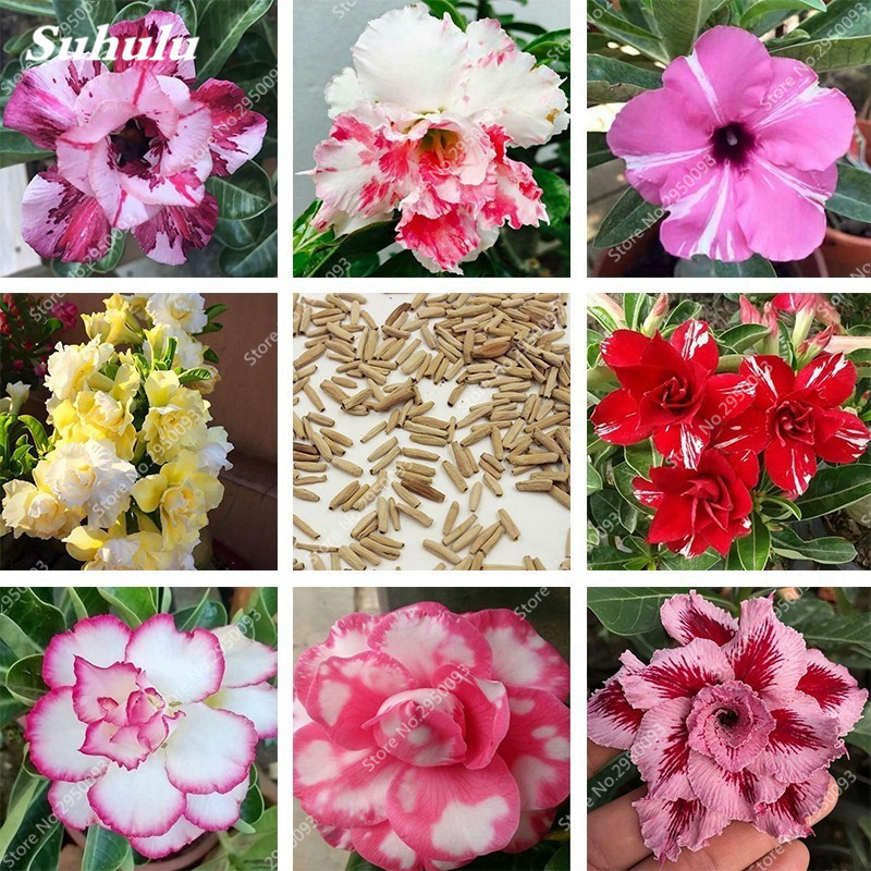 Seeds 2 pcs/ bag 100% True Desert Rose Heirloom Mixed Color Bonsai Potted Adenium Obesum Flower Garden Plant Absorb Radiation
Seeds 2 pcs/ bag 100% True Desert Rose Heirloom Mixed Color Bonsai Potted Adenium Obesum Flower Garden Plant Absorb Radiation