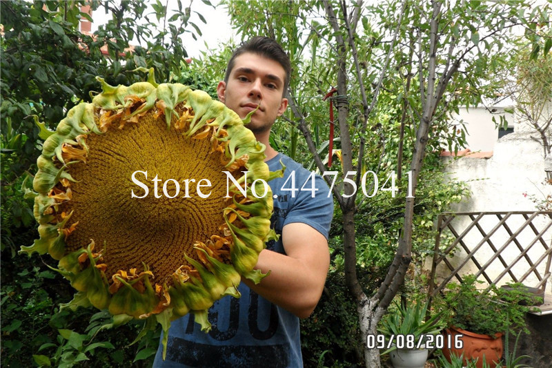 Sale! 50 Pcs Sunflower Bonsai Giant Sunflower Seeds Rare Flower Bonsai For Home Garden planting Sunflower Bonsai Birds Potted plant
Sale! 50 Pcs Sunflower Bonsai Giant Sunflower Seeds Rare Flower Bonsai For Home Garden planting Sunflower Bonsai Birds Potted plant