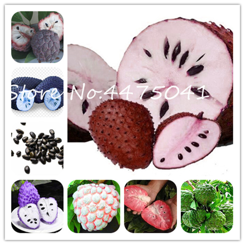 20 Pcs Soursop Bonsai plant seeds Fruit, Graviola Annona Muricata, Multi-Color Sweetsop Delicious Fruit Plant Sugar Apple Plant In Bonsai
20 Pcs Soursop Bonsai plant seeds Fruit, Graviola Annona Muricata, Multi-Color Sweetsop Delicious Fruit Plant Sugar Apple Plant In Bonsai