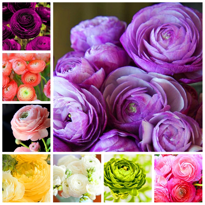 200 Pcs Seeds Bonsai Mixed Ranunculus Flower Double Flap Ranunculus Asiaticus Garden Perennial Indoor Herbal Buttercup Flowers Plants
200 Pcs Seeds Bonsai Mixed Ranunculus Flower Double Flap Ranunculus Asiaticus Garden Perennial Indoor Herbal Buttercup Flowers Plants