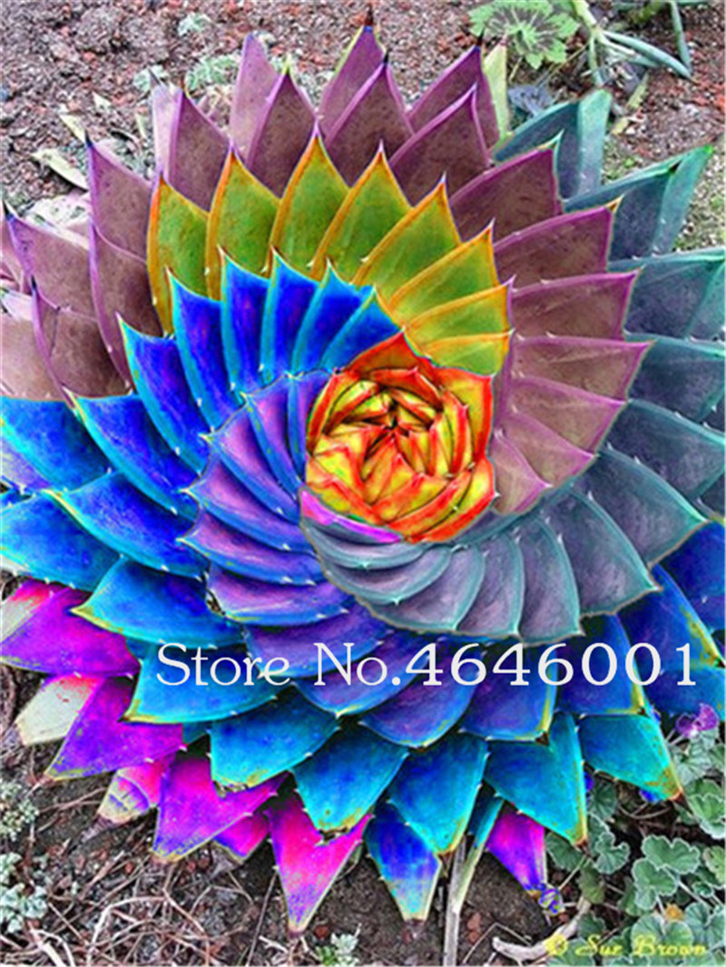 Hot Sale!200 pcs Seeds Rare Color Aloe bonsai Lithops garden ,Potted Plants Perennial suculentas Cactus flores Planta Absorb Radiation
Hot Sale!200 pcs Seeds Rare Color Aloe bonsai Lithops garden ,Potted Plants Perennial suculentas Cactus flores Planta Absorb Radiation