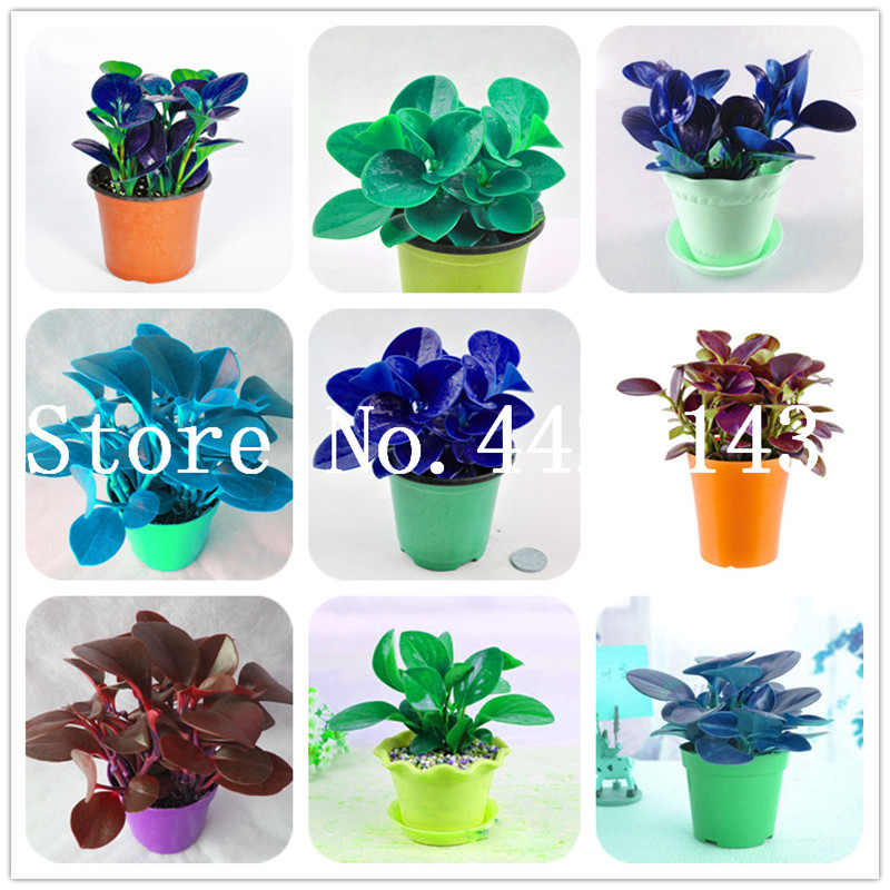 Hot Sale! 200 Pcs Seeds Rare Chinese Rare Peperomia plant Variety Bonsai Tree Garden Novel Flower Plants Anti-Radiation,DIY Home Garden
Hot Sale! 200 Pcs Seeds Rare Chinese Rare Peperomia plant Variety Bonsai Tree Garden Novel Flower Plants Anti-Radiation,DIY Home Garden