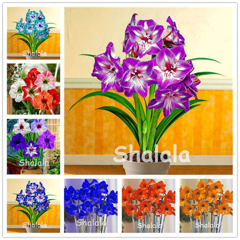200 pcs/bag Seeds Amaryllis bonsai Hippeastrum flower, Roof Terrace Garden Patio Garden Barbados Lily Flower plants For Home Garden
200 pcs/bag Seeds Amaryllis bonsai Hippeastrum flower, Roof Terrace Garden Patio Garden Barbados Lily Flower plants For Home Garden