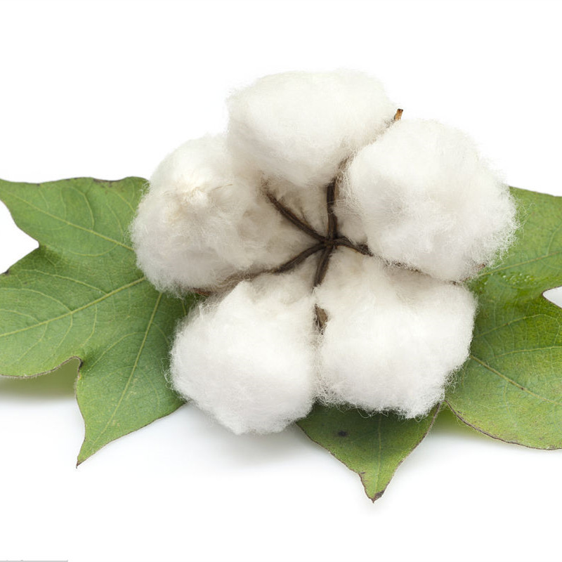 20 pcs/ bag Seeds Rare Bonsai Chinese Cotton White Gossypium High Yield Farm Crops for Home & Garden Flower Pot Planting Easy to Grow
20 pcs/ bag Seeds Rare Bonsai Chinese Cotton White Gossypium High Yield Farm Crops for Home & Garden Flower Pot Planting Easy to Grow