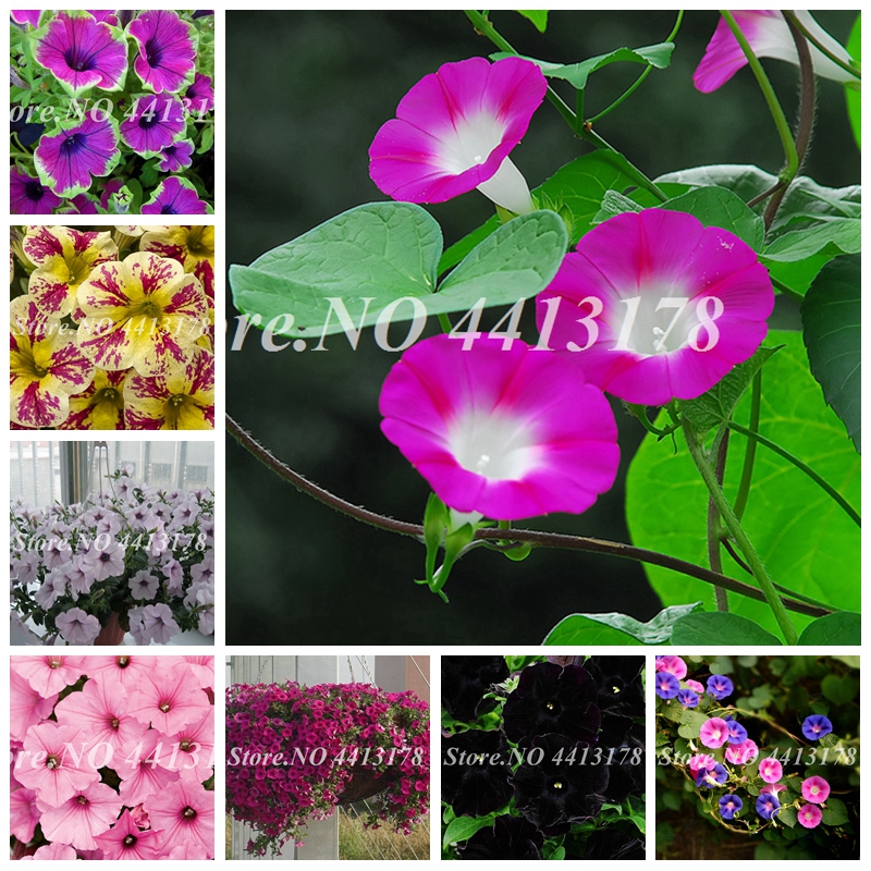 Sale! 400 pcs/ bag Seeds Mixed Petunia Bonsai Long Blooming Perennial Beautiful Flowers Indoor & Outdoor Potted Plants Easy to Grow
Sale! 400 pcs/ bag Seeds Mixed Petunia Bonsai Long Blooming Perennial Beautiful Flowers Indoor & Outdoor Potted Plants Easy to Grow