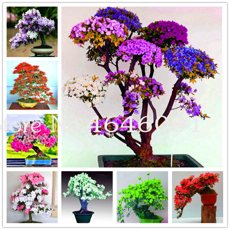 Bonsai 100 Pcs/Bag Seeds Japanese Azalea Plants Rhododendron Azalea Flower Bonsai Tree DIY Potted Plant Home Garden decoration Planten
Bonsai 100 Pcs/Bag Seeds Japanese Azalea Plants Rhododendron Azalea Flower Bonsai Tree DIY Potted Plant Home Garden decoration Planten