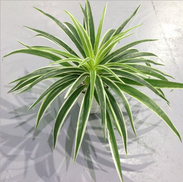 Artificial Plastic plants Chlorophytum Branch home decorative fake plants Indoor potted table decoration NO Pot, 30 leaves green
Artificial Plastic plants Chlorophytum Branch home decorative fake plants Indoor potted table decoration NO Pot, 30 leaves green