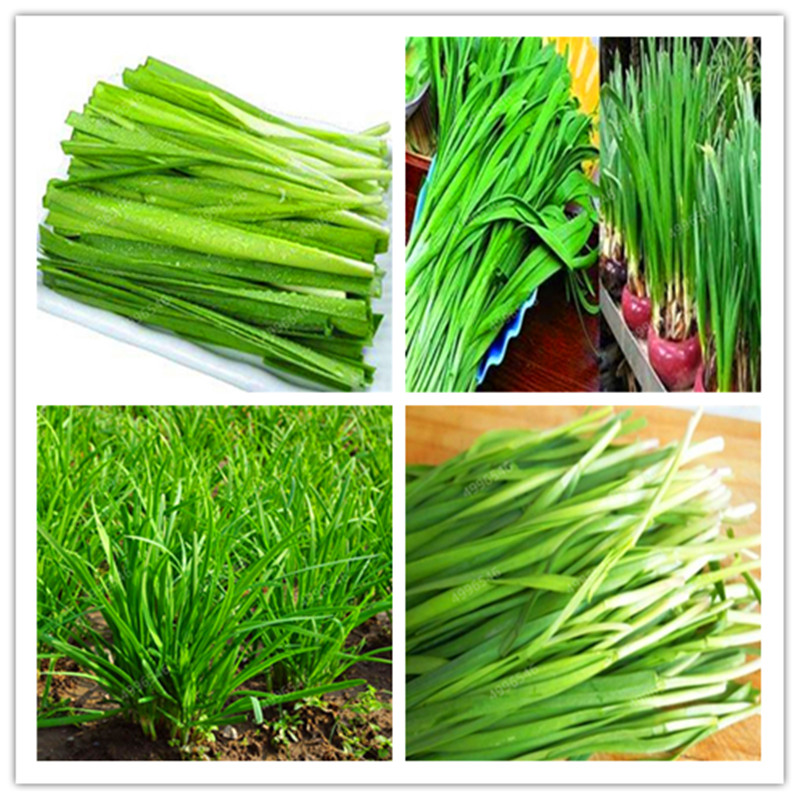 500 pcs/ bag Chinese Chives Seeds Evergreen Non-GMO Tasty Juicy Leek Vegetable Garden Plant for Flower Pot Planters Easy to Grow Bonsai
500 pcs/ bag Chinese Chives Seeds Evergreen Non-GMO Tasty Juicy Leek Vegetable Garden Plant for Flower Pot Planters Easy to Grow Bonsai