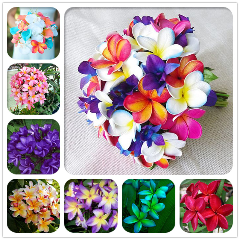 100 Pcs/Bag Plumeria ( Frangipani, Hawaiian Lei Flower ) Seeds, Rare Exotic Flower Seeds Egg Flower Seeds for Home Garden
100 Pcs/Bag Plumeria ( Frangipani, Hawaiian Lei Flower ) Seeds, Rare Exotic Flower Seeds Egg Flower Seeds for Home Garden