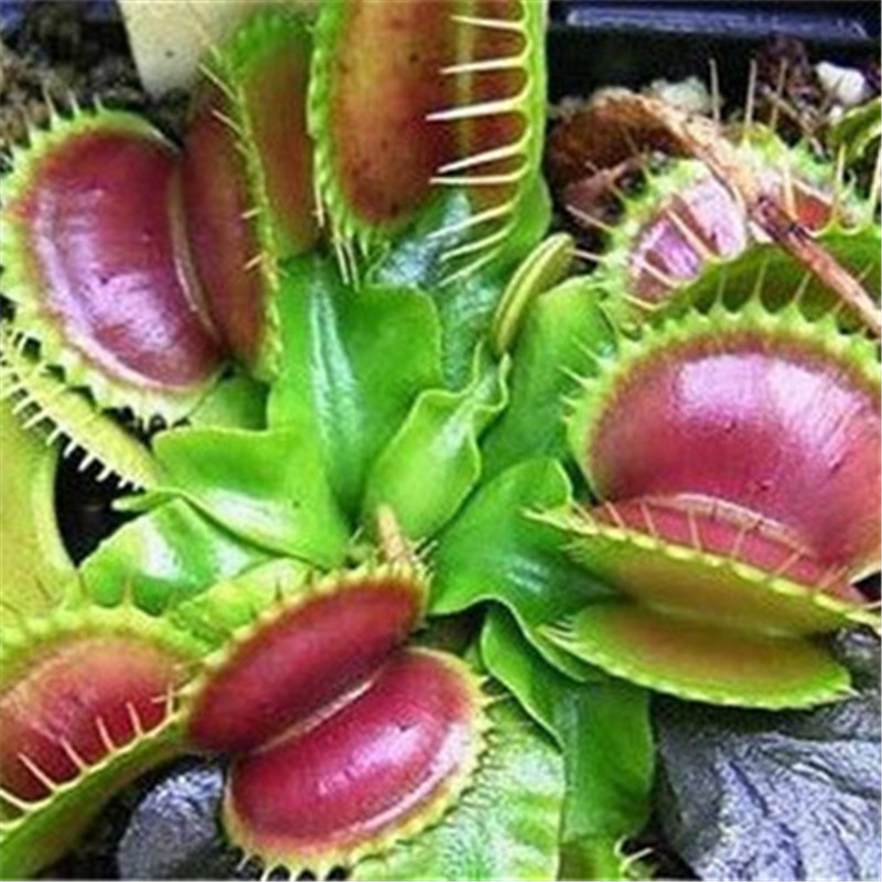 100 Pcs seeds Multifarious Nepenthes Carnivorous Plant Bonsai Potted Dionaea Muscipula Giant Clip Venus Flytrap Plant for Garden The Budding Rate 98% Aerobic Potted
100 Pcs seeds Multifarious Nepenthes Carnivorous Plant Bonsai Potted Dionaea Muscipula Giant Clip Venus Flytrap Plant for Garden The Budding Rate 98% Aerobic Potted